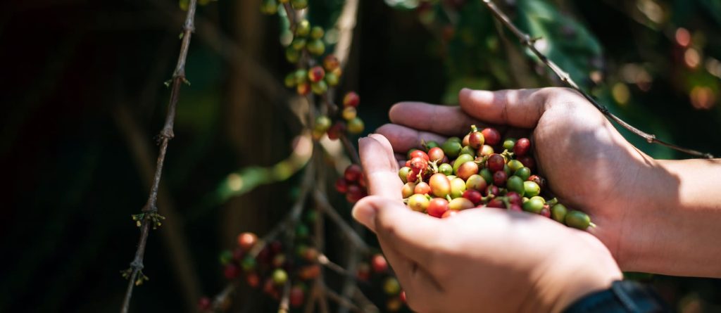 Kebutuhan Unsur Hara Tanaman Kopi: Panduan Lengkap N, P, K, Ca, Mg untuk Kopi Arabika & Robusta